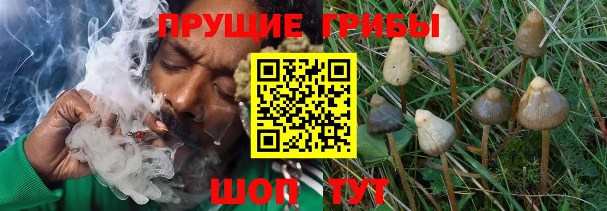 Псилоцибиновые грибы Cubensis  Вход с VPN  Сорочинск  Псилоцибиновые грибы Psilocybe 